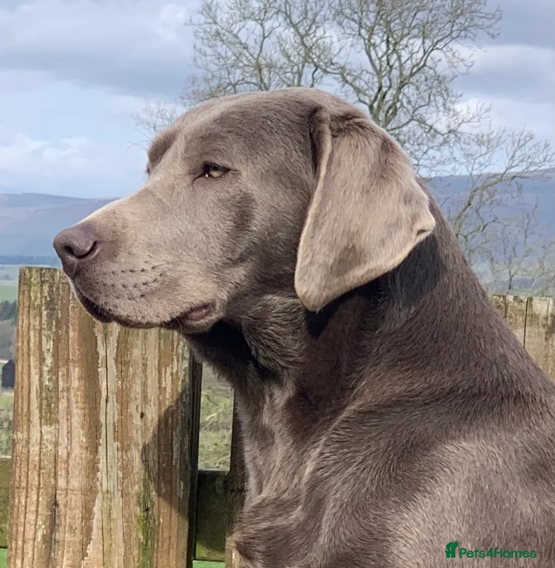 Labrador Retriever dogs for stud: Perfect Well Proven Health Tested Silver Stud in Appleby-in-Westmorland - Advert 14