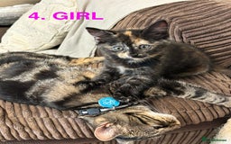 Mixed Breed cats for sale: Mixed breed kittens x 4 - Image 5