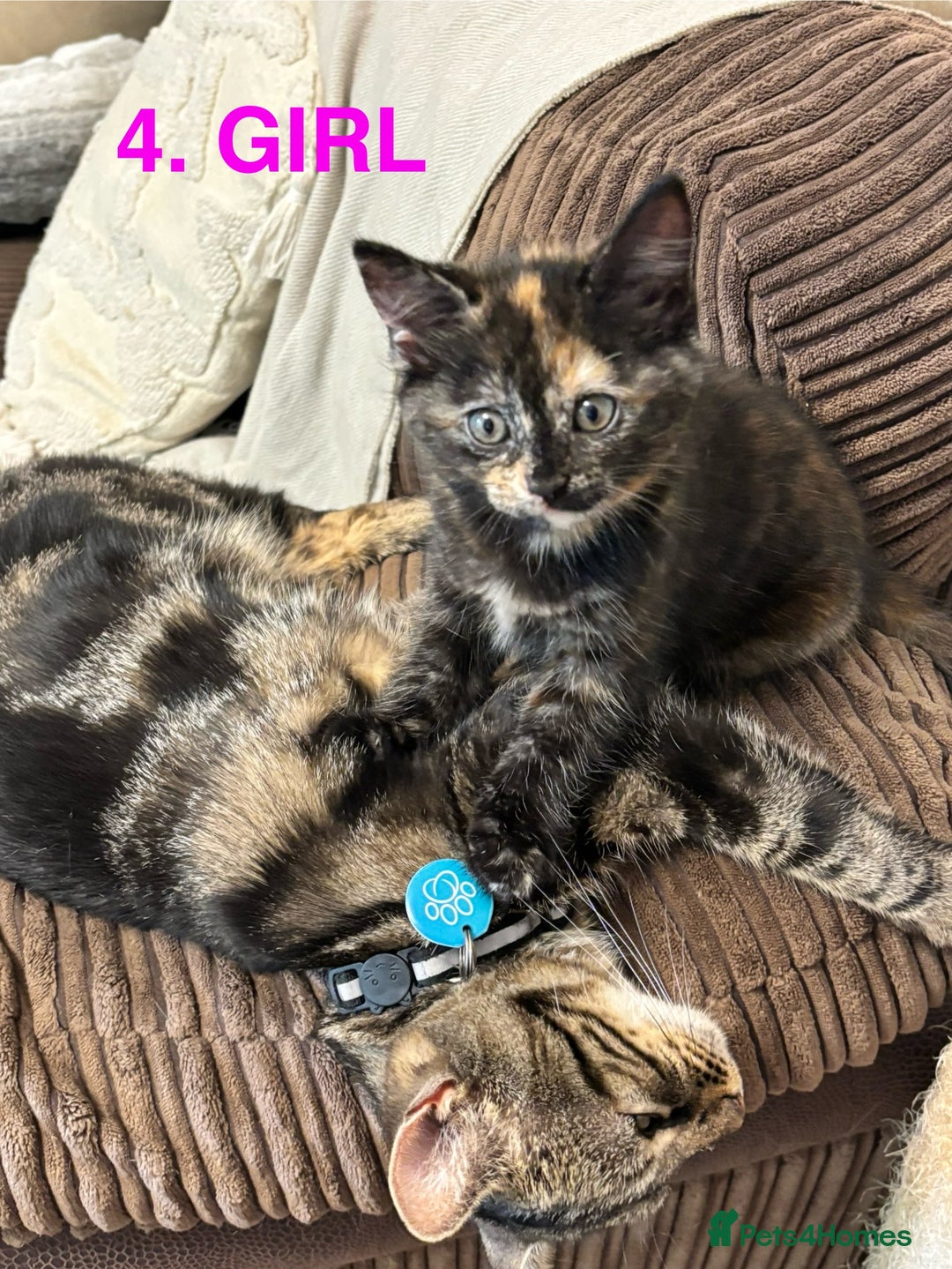 Mixed Breed cats for sale: Mixed breed kittens x 4 - Image 5