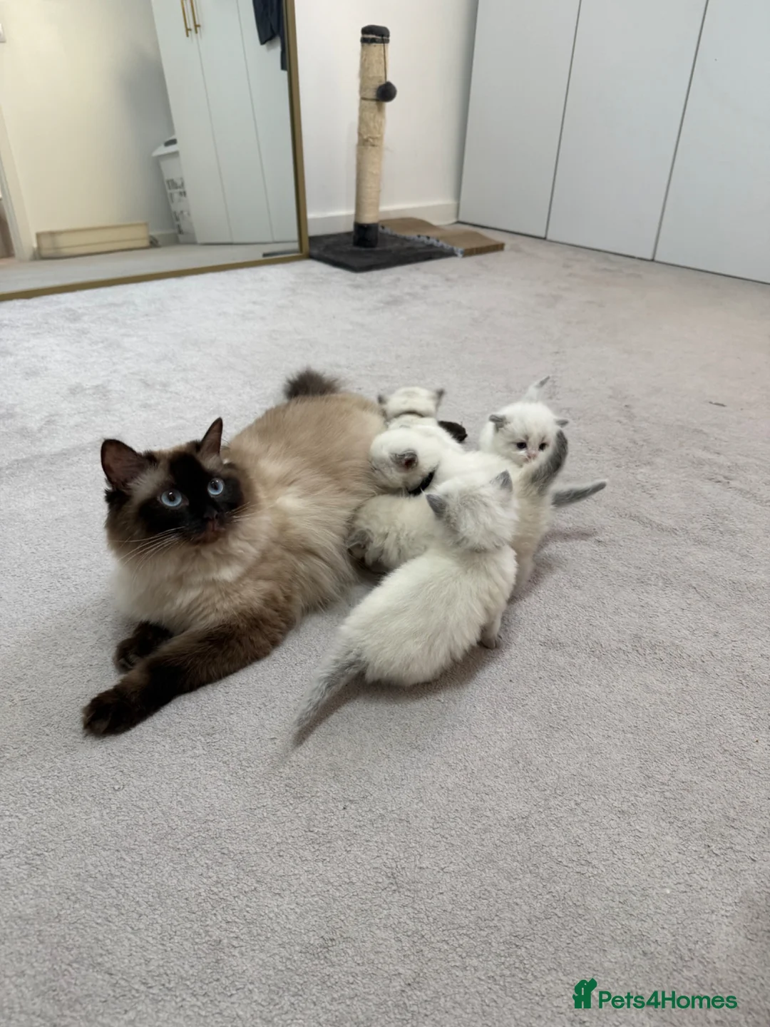 Ragdoll cats for sale: Gorgeous Chunky Ragdoll Litter - Advert 13