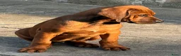 Rhodesian Ridgeback dogs for sale: Health tested parents of excellent temperament.  - Advert 5