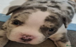 American Bully dogs for sale: 4 pocket bully pups. - Advert 13