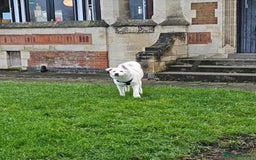 Akita dogs for sale: URGENT FREE ADOPTION  - Image 3