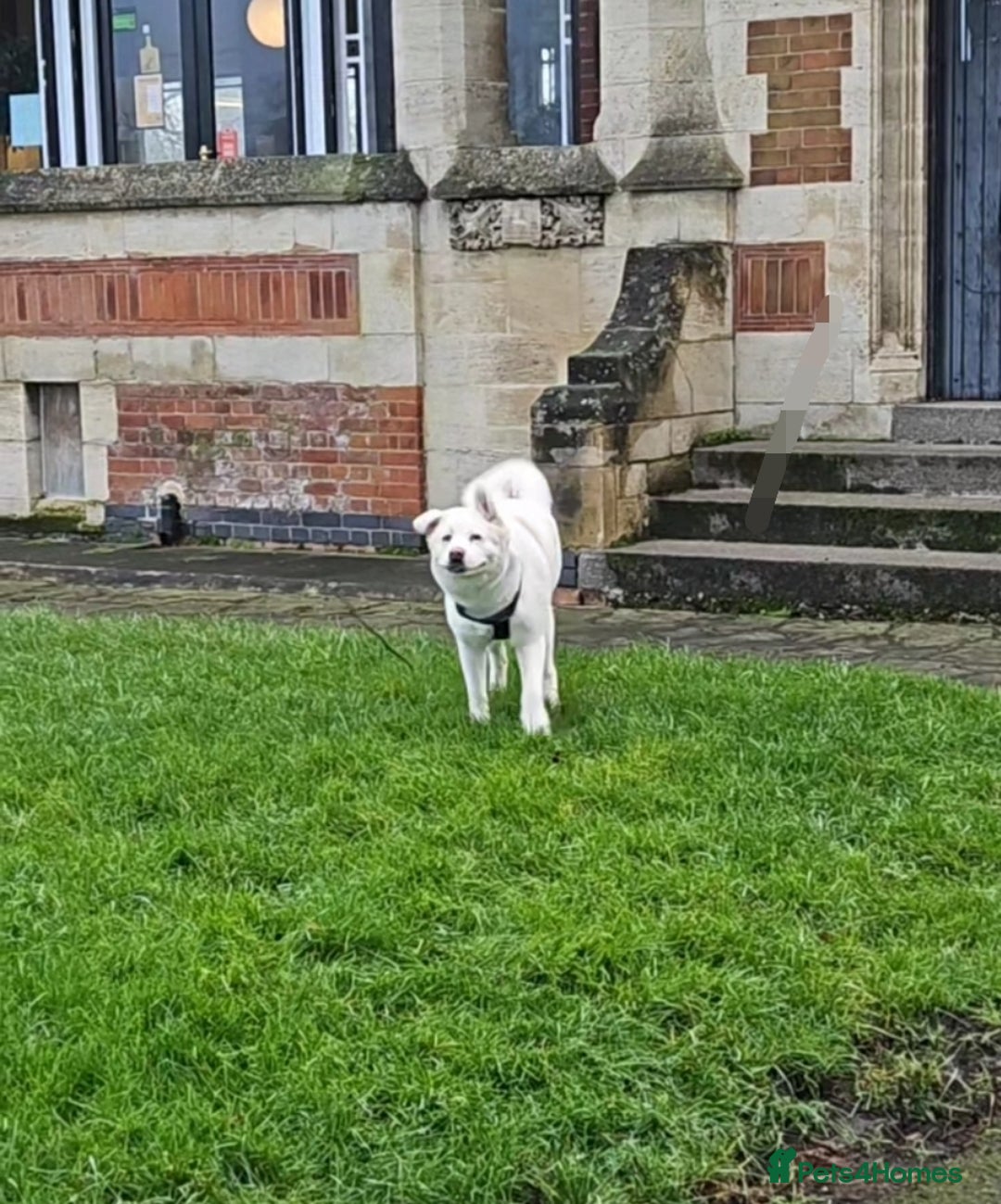 Akita dogs for sale: URGENT FREE ADOPTION  - Image 3