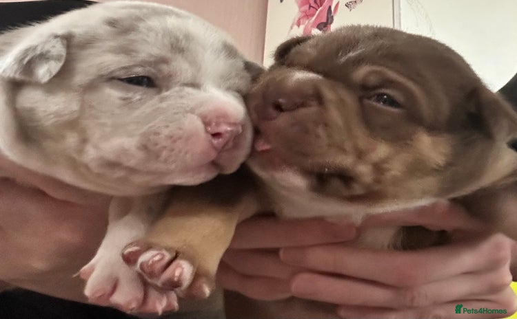 American Bully dogs - Advert 1