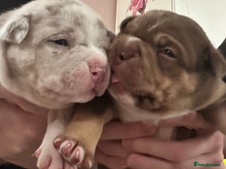 American Bully dogs - Advert 7
