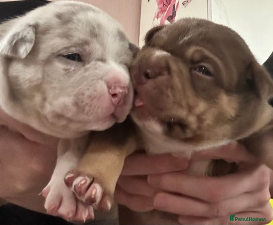 American Bully dogs - Advert 9