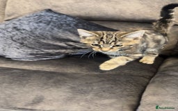 American Shorthair cats for sale: 3 Tabby kittens and 1 bombay kitten - Image 12