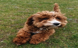 Aussiedoodle dogs for sale: Adorable Aussiedoodle Puppy Lottie for Adoption - Image 6