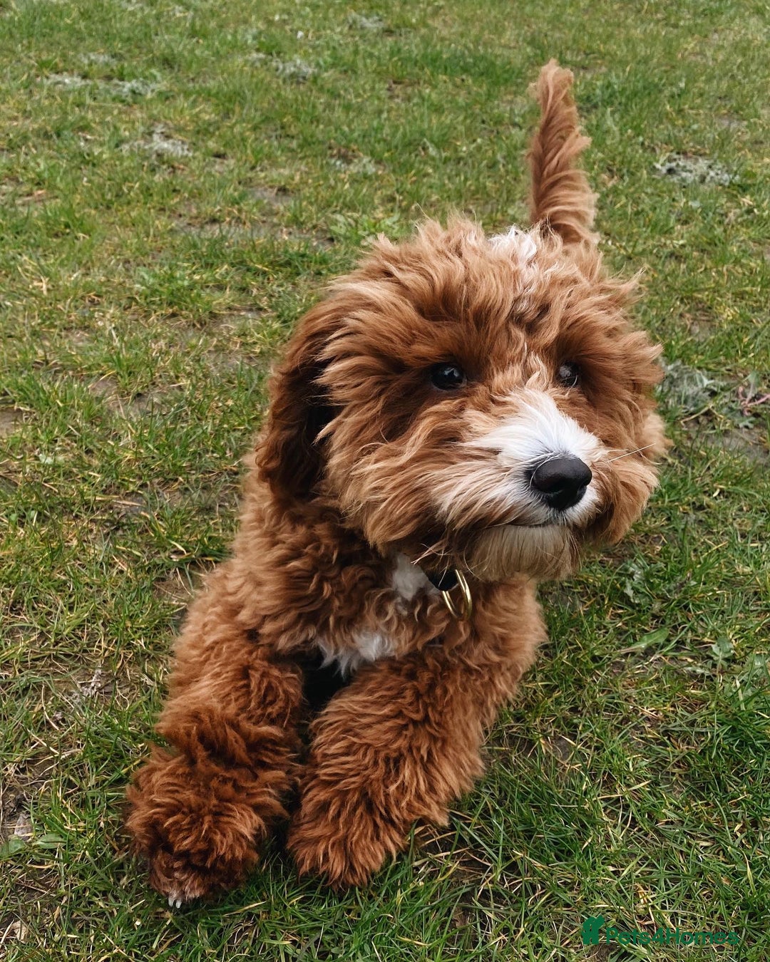 Aussiedoodle dogs for sale: Adorable Aussiedoodle Puppy Lottie for Adoption - Image 6