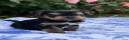 Yorkshire Terrier dogs for sale: Kc registered Yorkshire terrier puppies - Advert 16