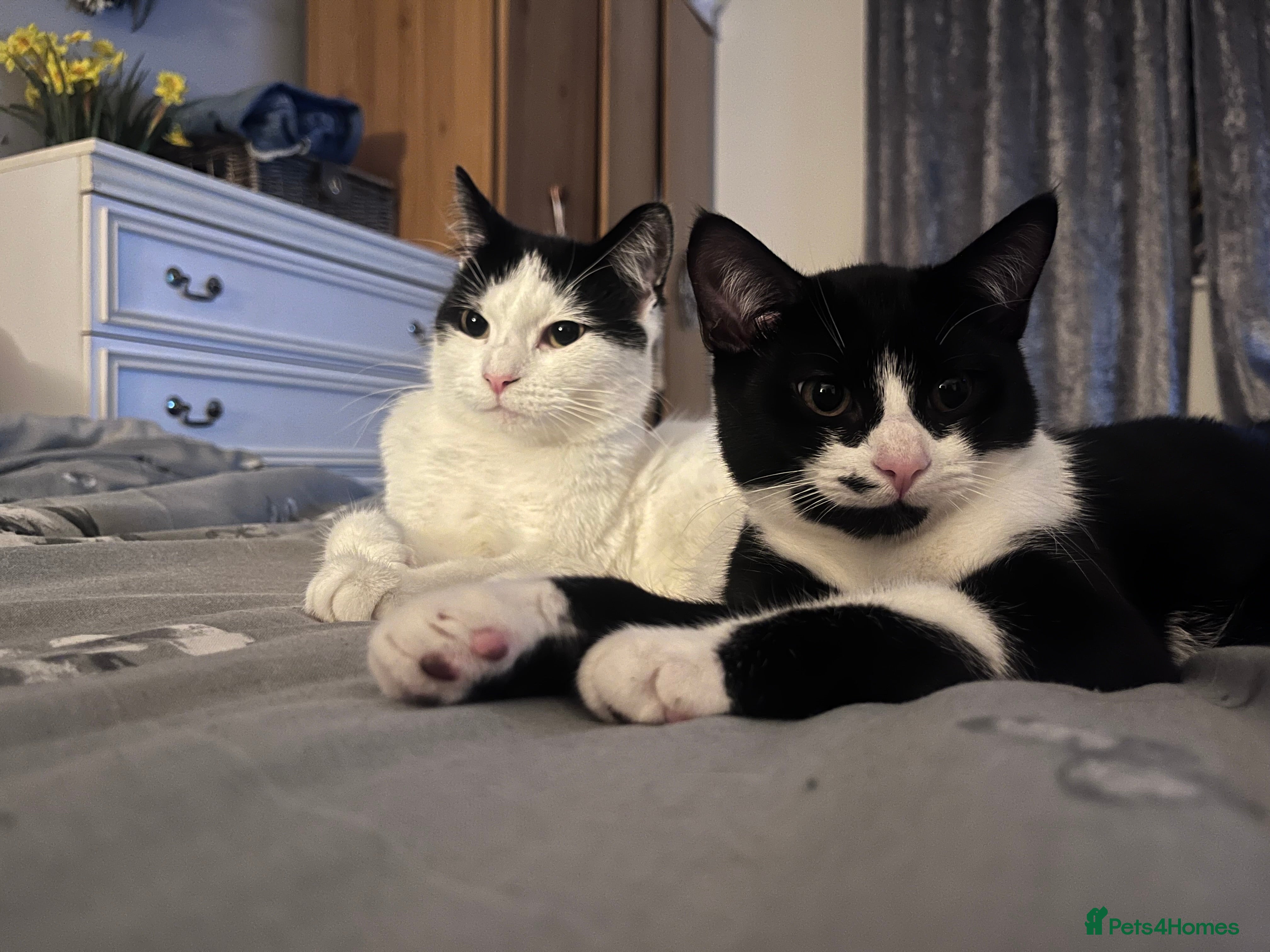 Mixed Breed cats Two female cats  - Advert 1