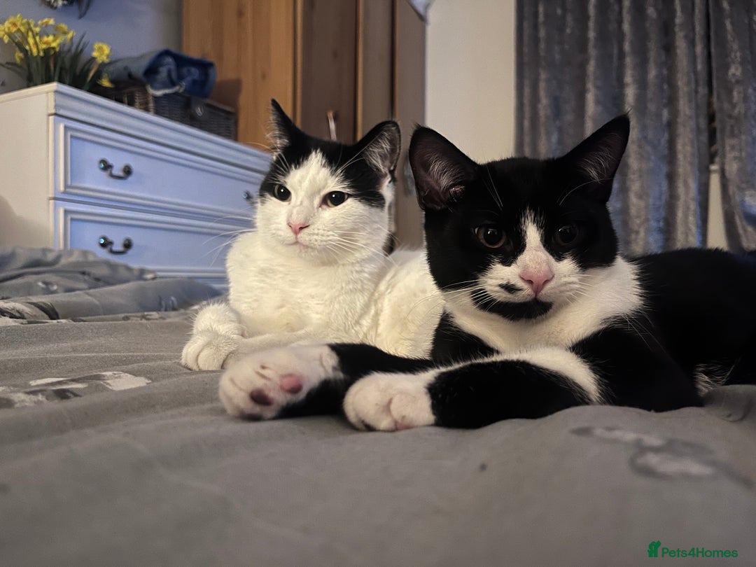 Mixed Breed cats for sale: Two female cats  - Advert 1