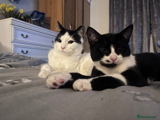 Mixed Breed cats Two female cats - Advert 9