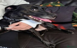 English Springer Spaniel dogs for adoption: DAISEY THE SPRINGER & WINNIE THE LABRADOR X PARSON - Image 4