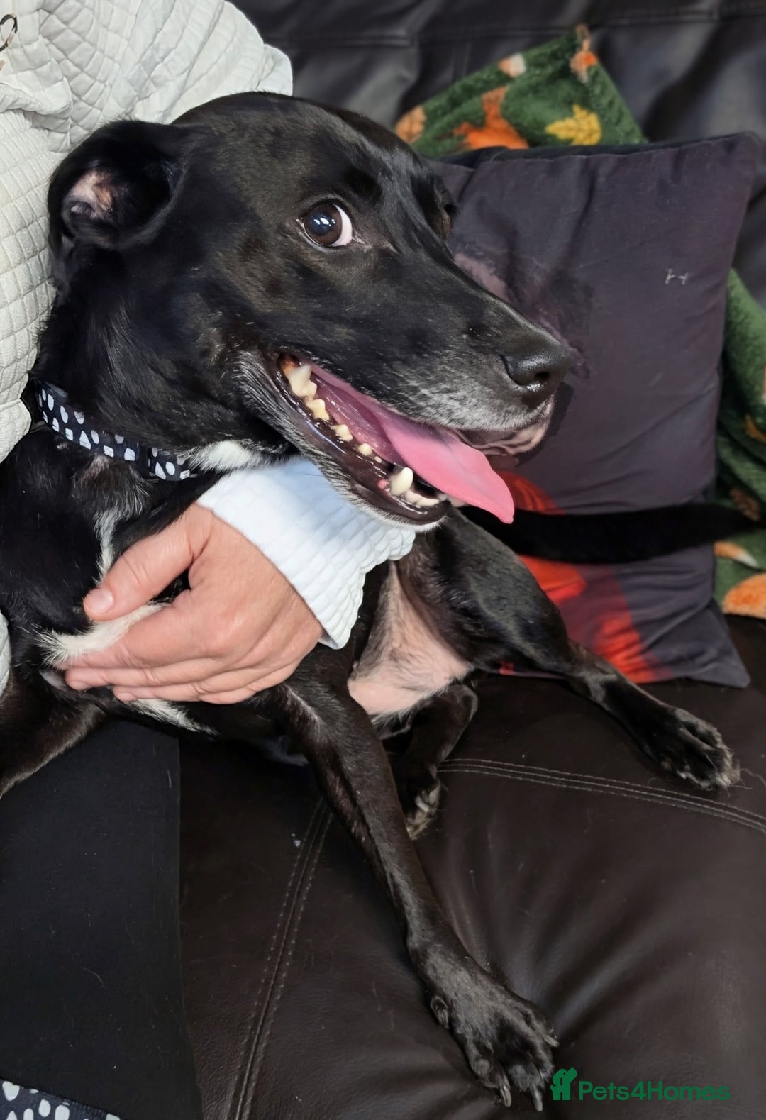 English Springer Spaniel dogs for adoption: DAISEY THE SPRINGER & WINNIE THE LABRADOR X PARSON - Image 4