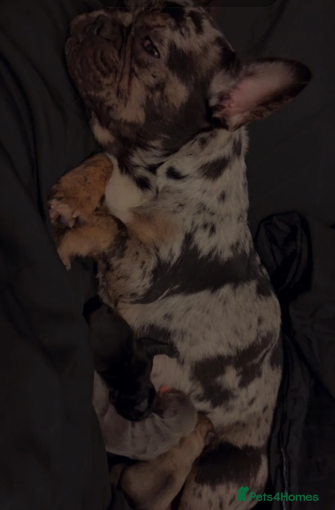 French Bulldog dogs for sale: Beautiful French bulldog puppies - Advert 5