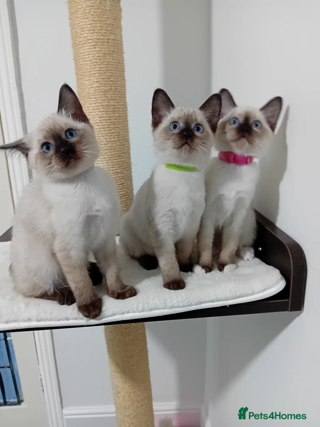 Ragamese cats for sale: Ragamise  kittens - Advert 2