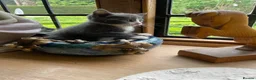 British Shorthair cats for sale: Beautiful half British shorthair - Advert 3