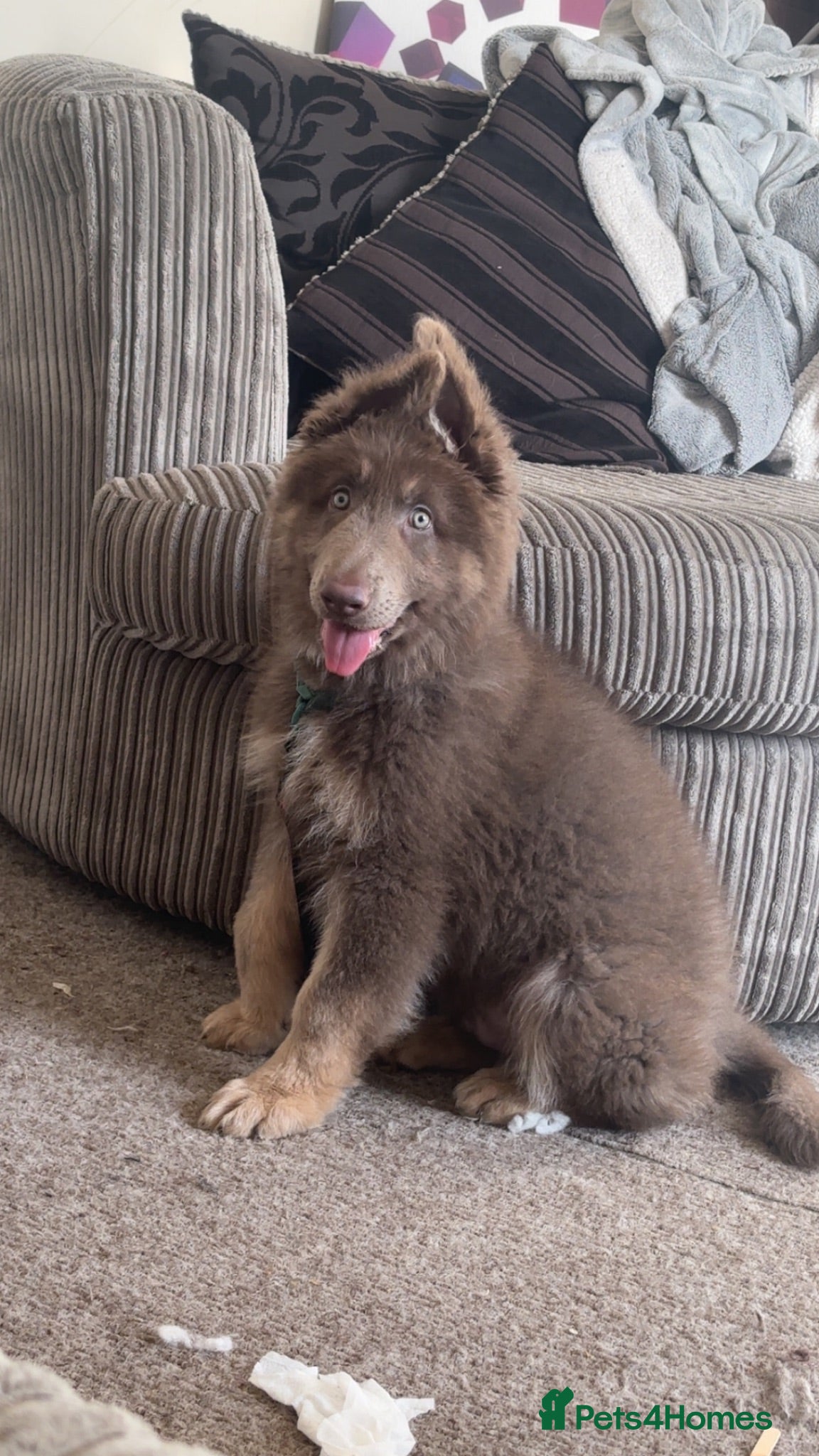 German Shepherd dogs 10 week old male shep - Advert 2