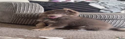 German Shepherd dogs for sale: 10 week old male shep - Advert 1