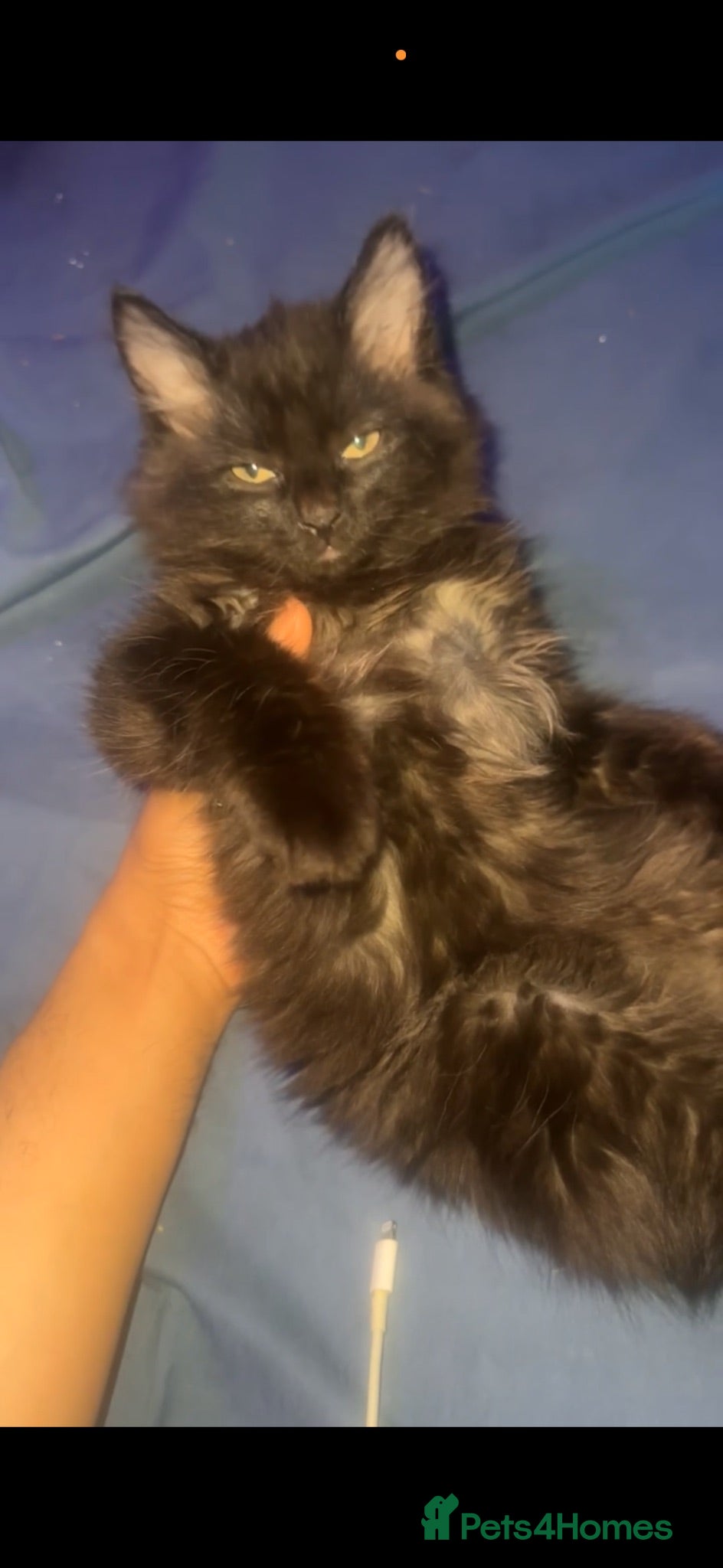 British Longhair cats British long hair + Turkish angora - Advert 5