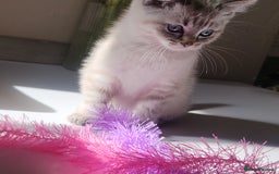 British Shorthair cats for sale: Ready now - Image 7