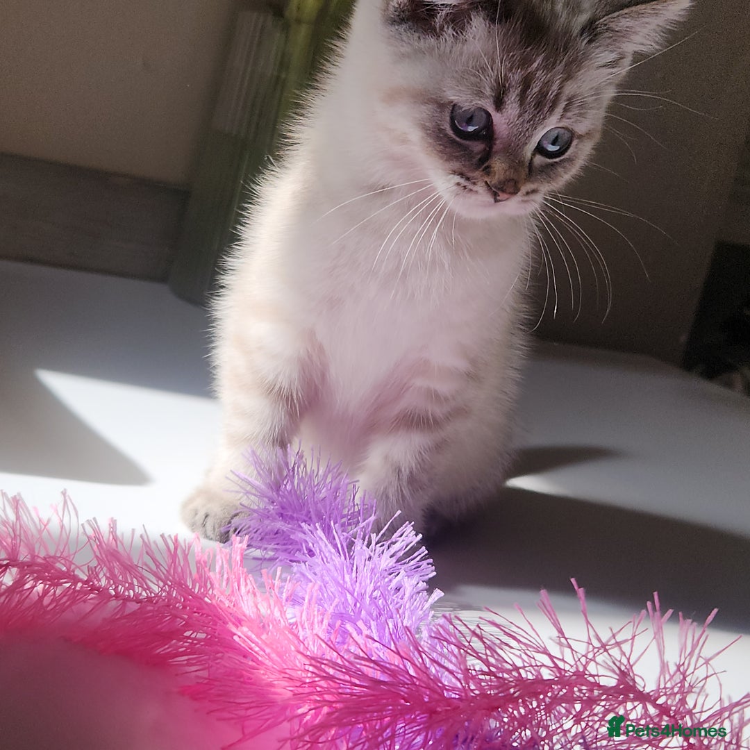 British Shorthair cats for sale: Ready now - Image 7