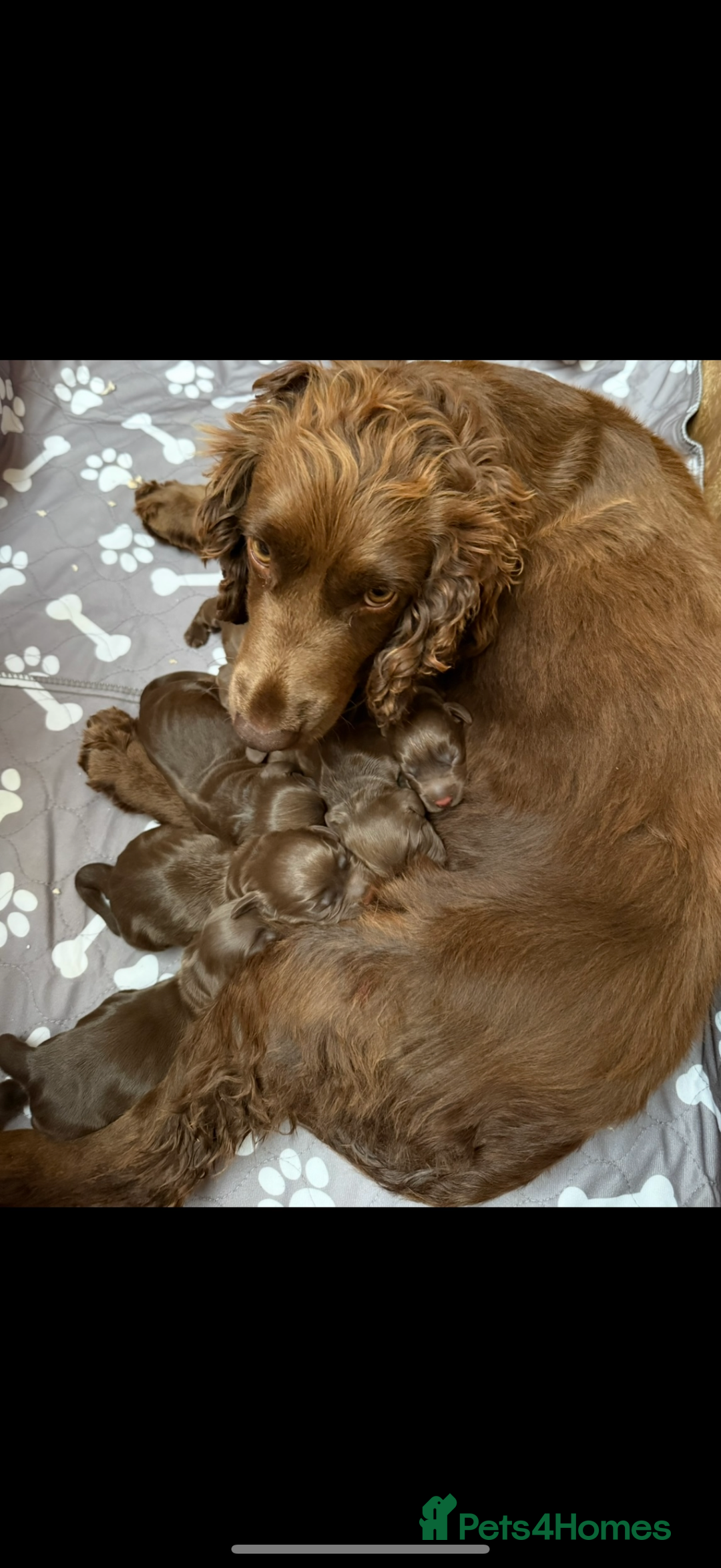 Cocker Spaniel dogs for sale: Working Cocker Spaniel - Image 3