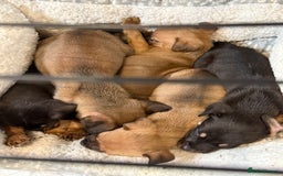 Mixed Breed dogs for sale: Mixed German Shepard ridgeback  - Image 11