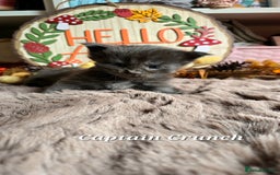 Maine Coon cats for sale: Stunning Xl Mainecoon Kittens  - Image 11