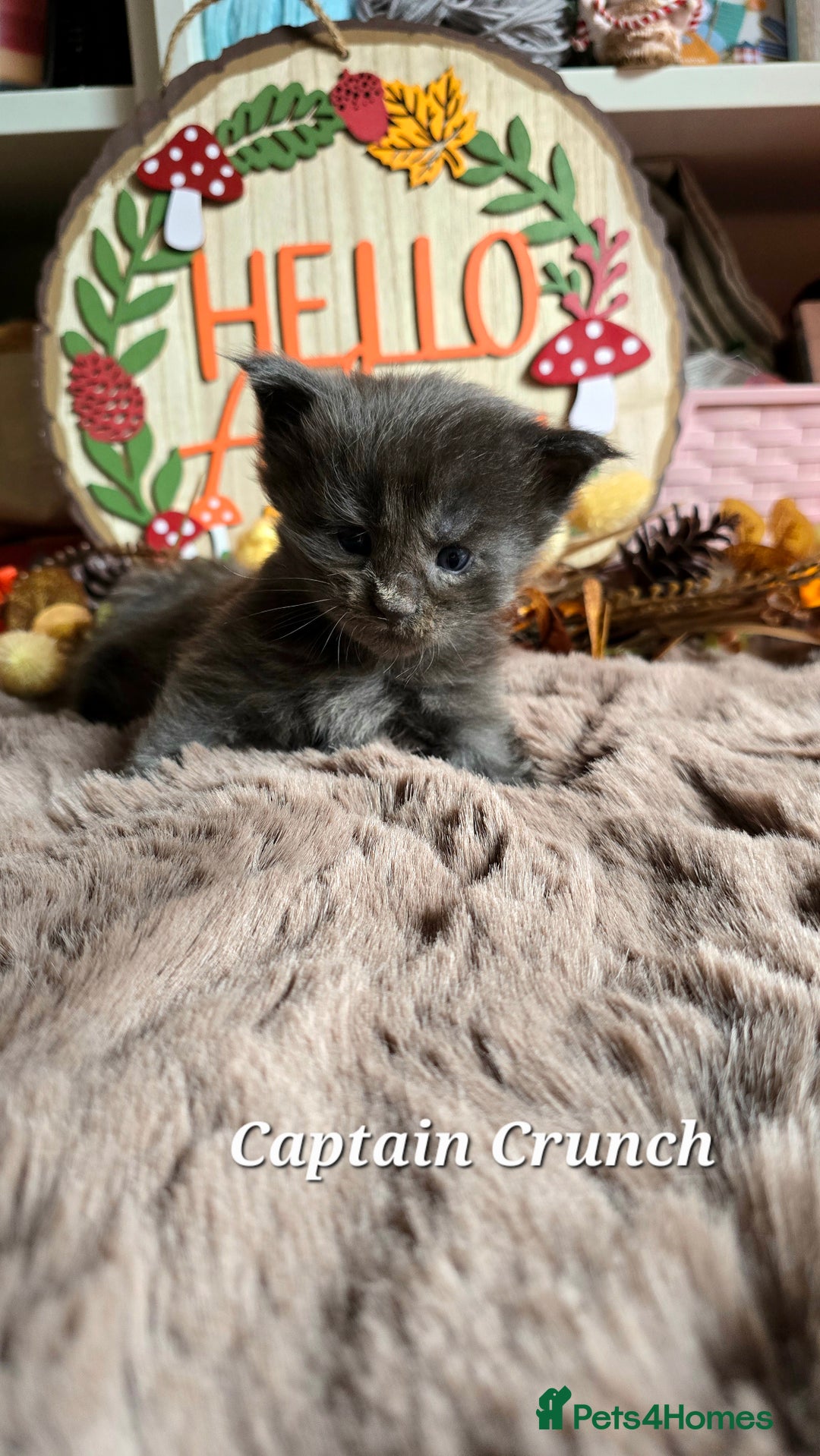 Maine Coon cats for sale: Stunning Xl Mainecoon Kittens  - Image 11