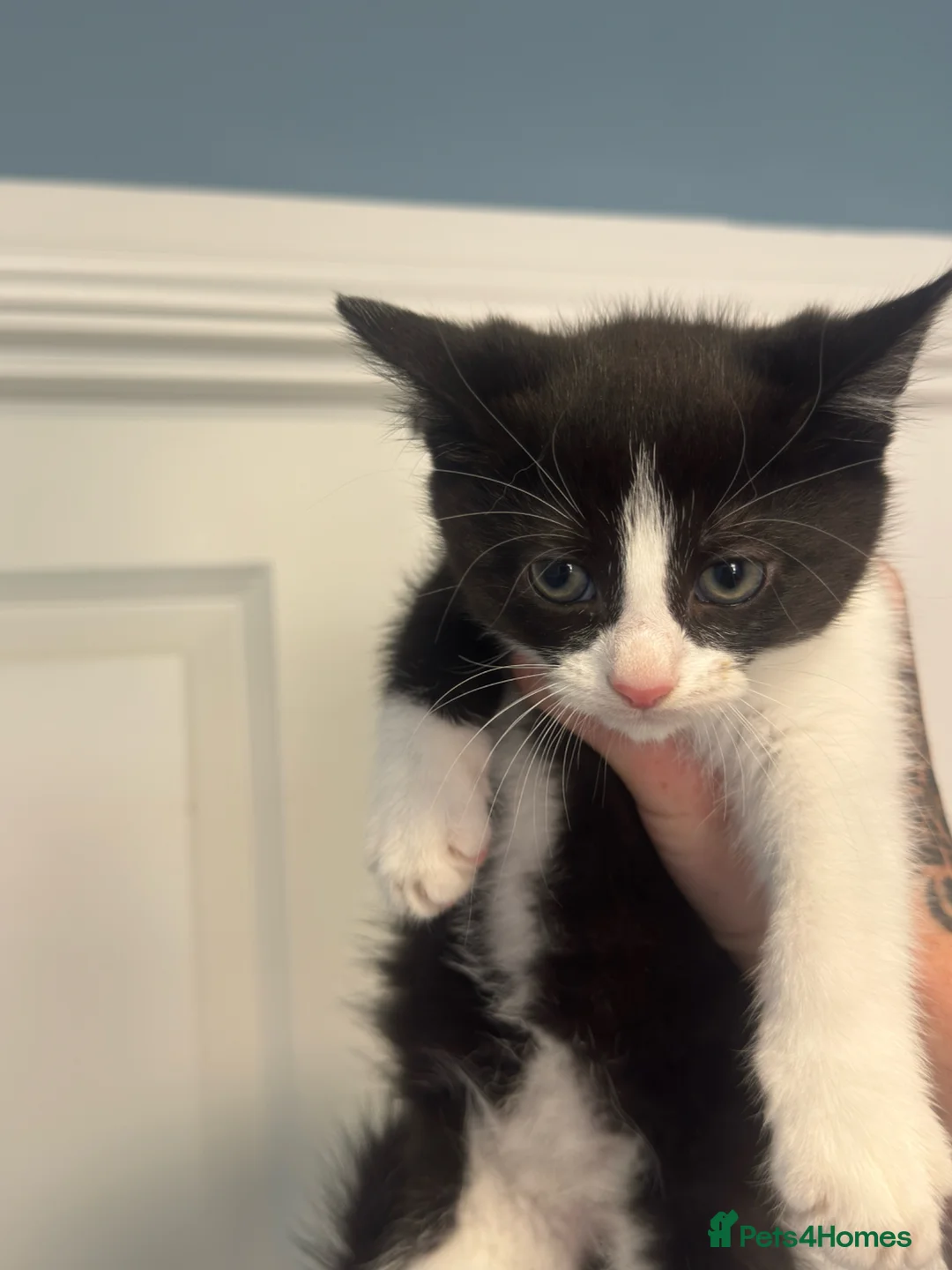 Mixed Breed cats for sale: Kittens - Advert 2