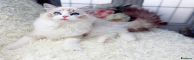 Ragdoll Kitten 6