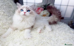 Ragdoll cats for sale: Only Two Kittens Available ready to go 🐾 - Image 13