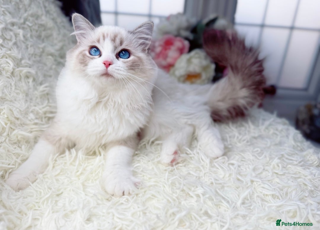 Ragdoll cats for sale: Only Two Kittens Available ready to go 🐾 - Image 13