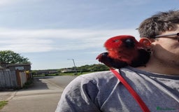 Parrots birds for sale: Eclectus Parrot  - Image 2