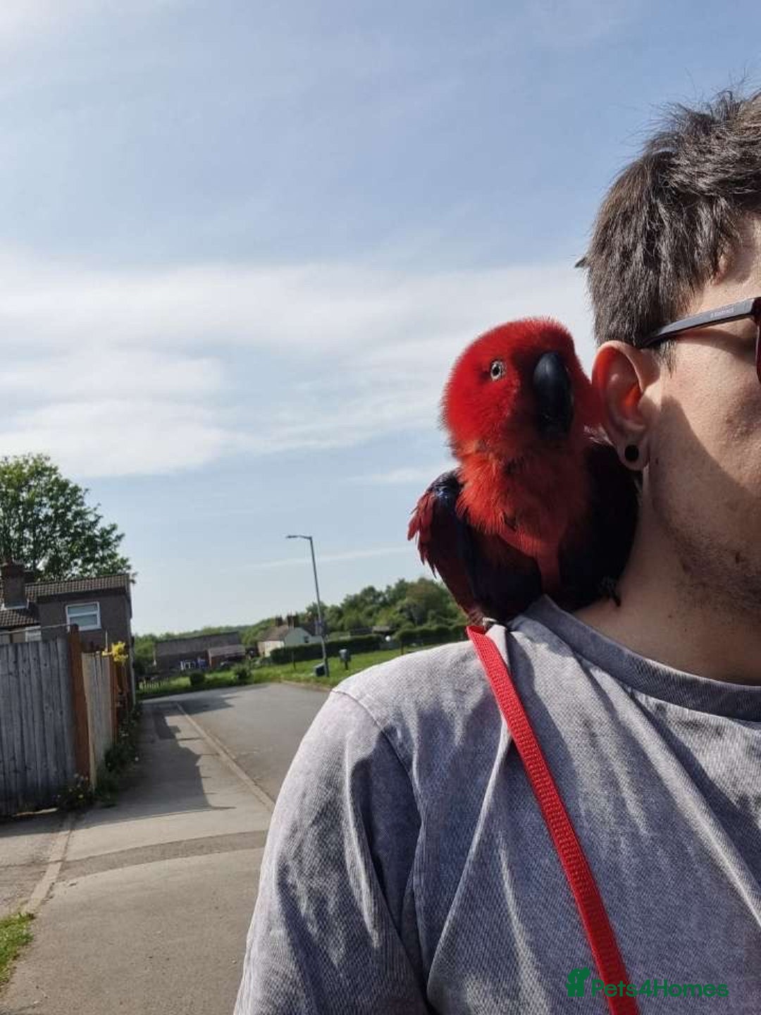 Parrots birds for sale: Eclectus Parrot  - Image 2