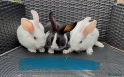 Mixed Breed rabbits for sale: 7 baby bunnies ready for new homes - Image 3
