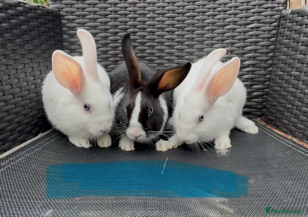 Mixed Breed rabbits for sale: 7 baby bunnies ready for new homes - Image 3