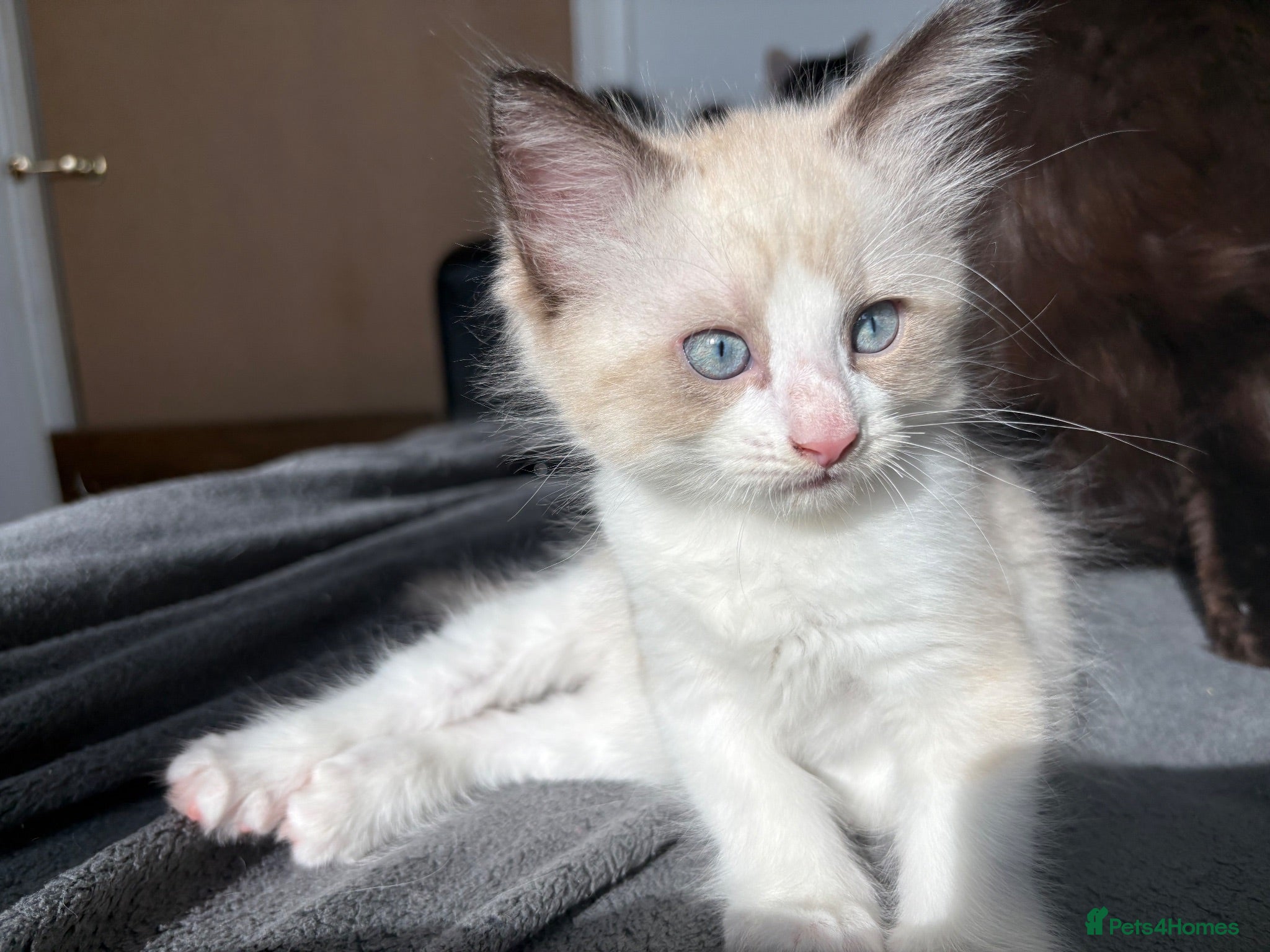 Ragcoon cats Ragdoll/Mainecoon/Tuxedo - Advert 2