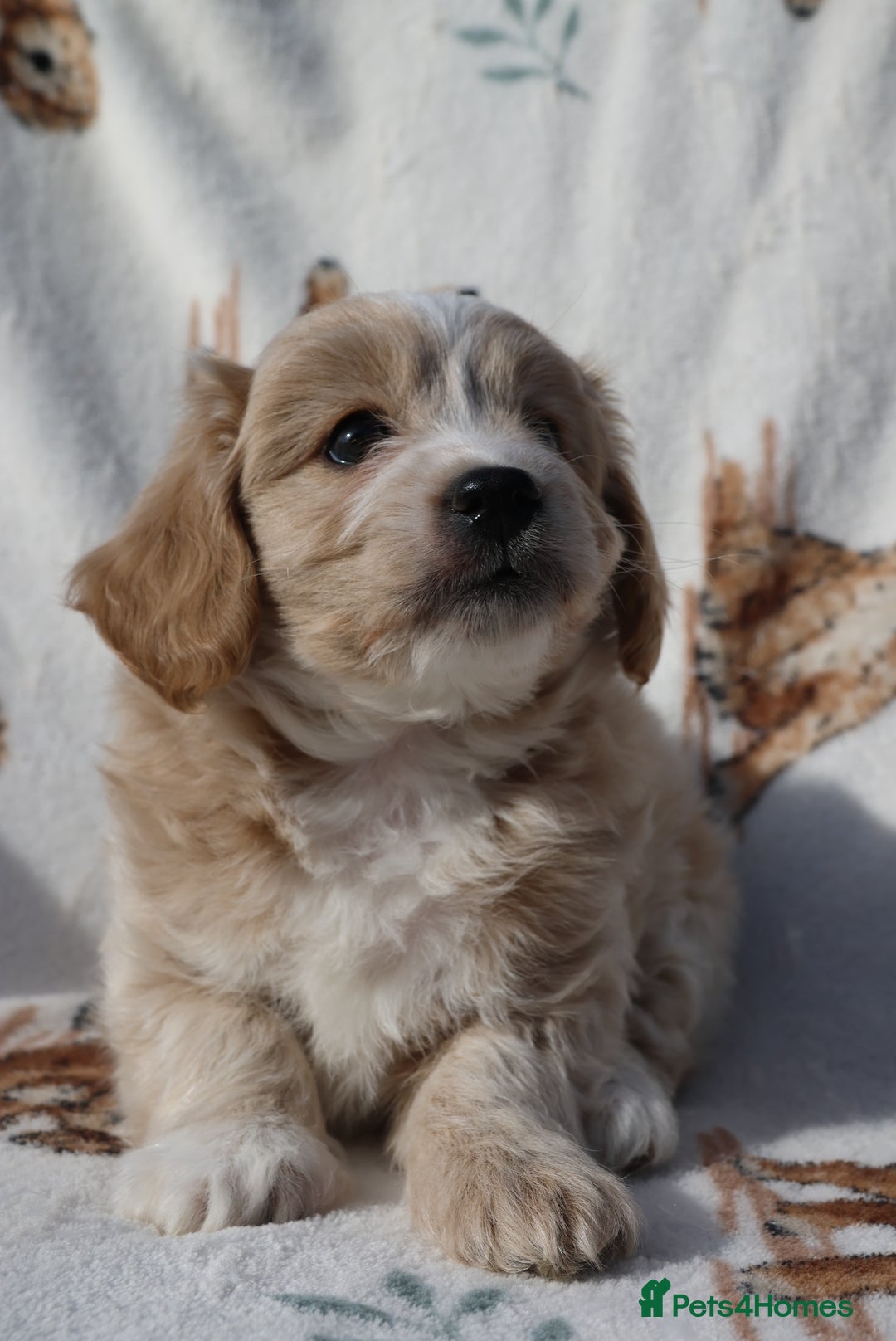 Maltipoo dogs for sale: Beautiful Maltipoo Babies - Image 5