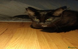 British Longhair cats for sale: 3 kittens for sale, preferably together - Image 3