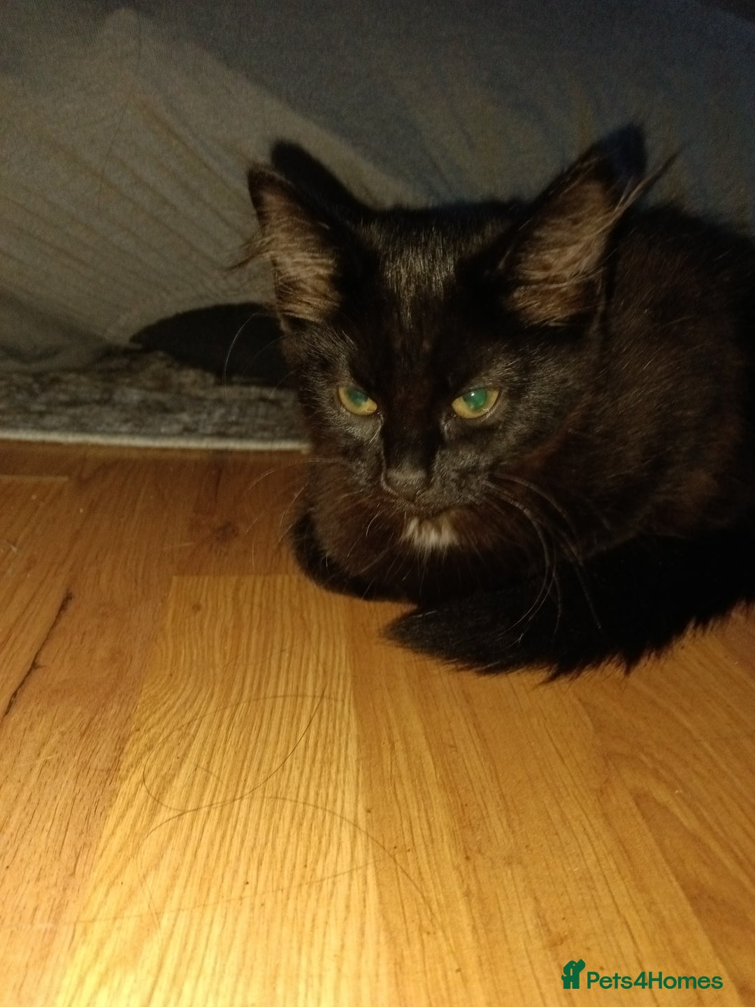 British Longhair cats for sale: 3 kittens for sale, preferably together - Image 3