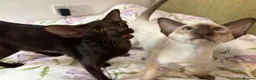 Oriental cats for sale: Playful and friendly kittens ready to leave in New Malden - Advert 9