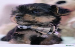 Yorkshire Terrier dogs for sale: Yorkshire Terrier Puppies  - Image 7