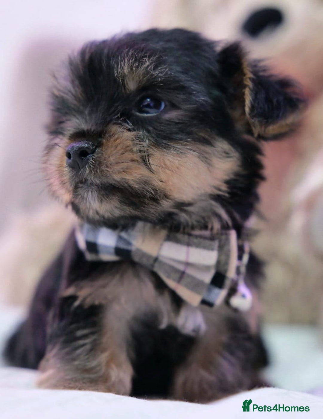 Yorkshire Terrier dogs for sale: Yorkshire Terrier Puppies  - Image 7