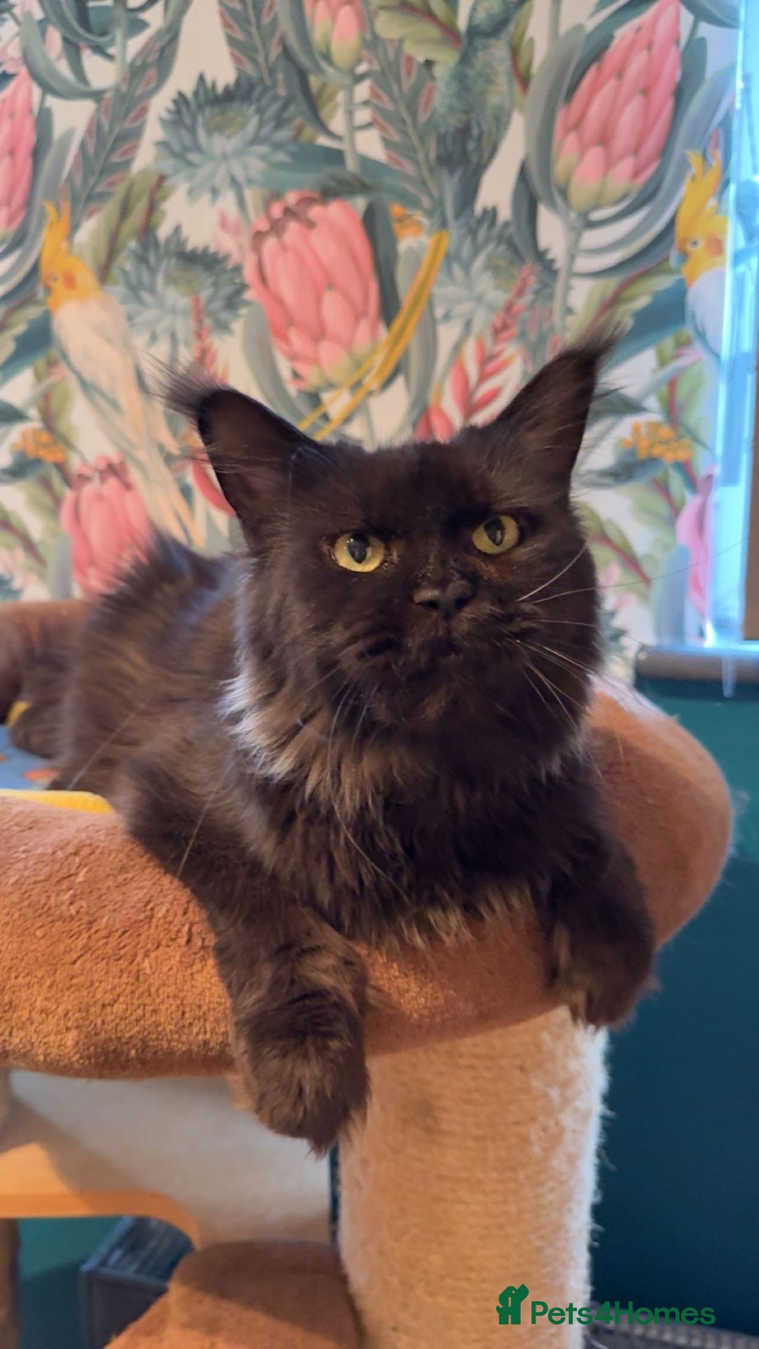 Maine Coon cats for sale: Chunky Russian Mainecoon cubs  - Image 6