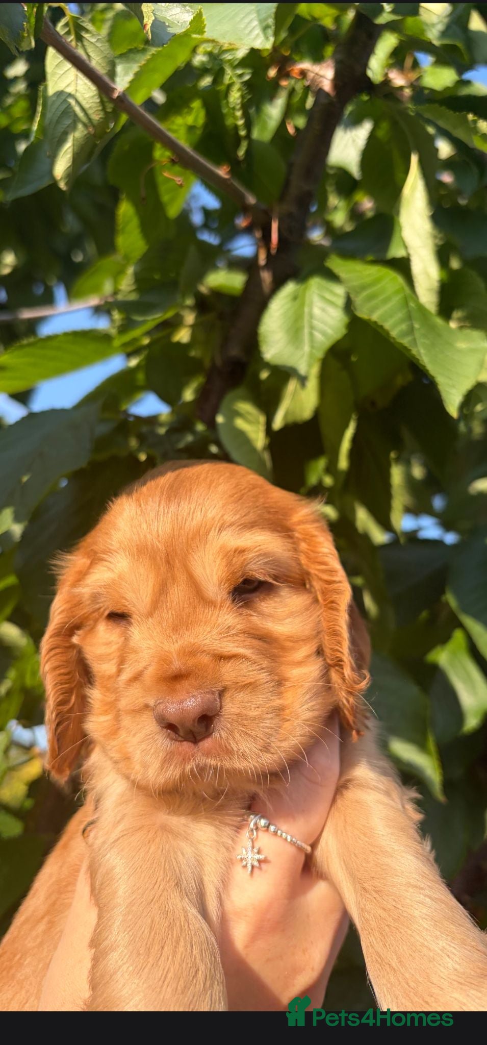 Cocker Spaniel dogs Beautiful Cocker Spaniels for sale - Advert 2