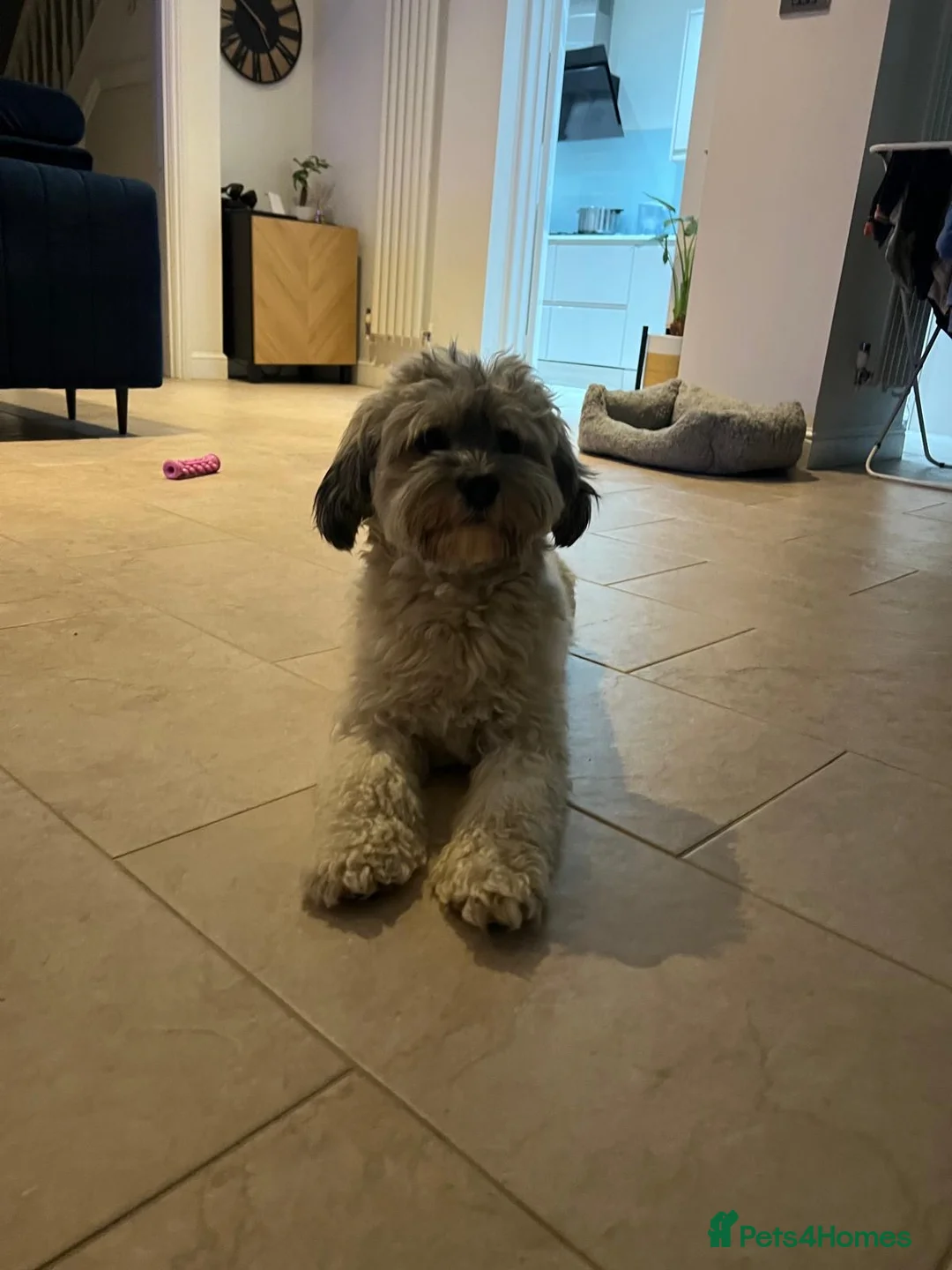 Havanese dogs for stud: Our sweetheart Teddy is now available for stud. - Advert 3